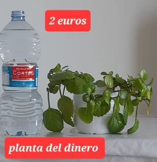 Plantas desde 2 euros