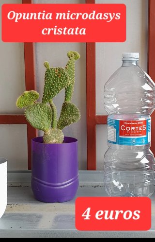 Plantas desde 2 euros