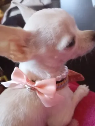 Servicio de cuidado de perros pequeños y medianos