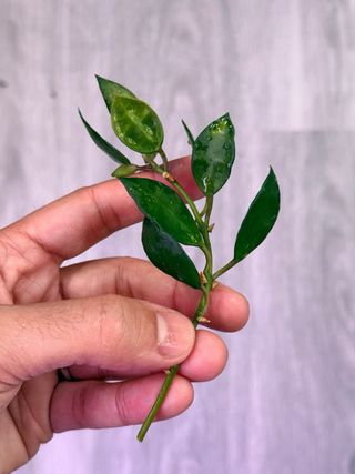 Hoya lacunosa ‘asami’