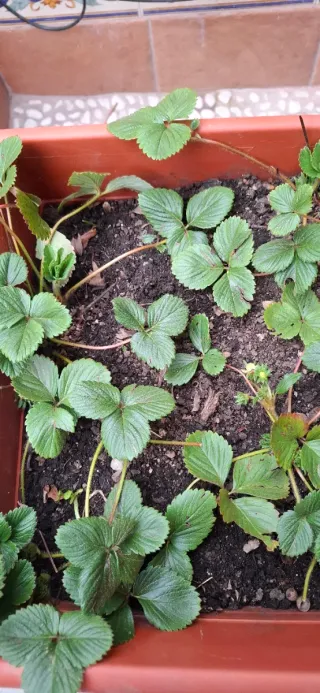 Maceta con plantas de fresas