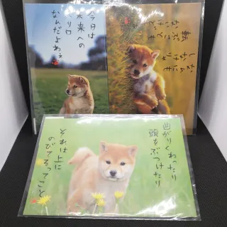 3 Postales Japonesas Akita Inu Hallmark