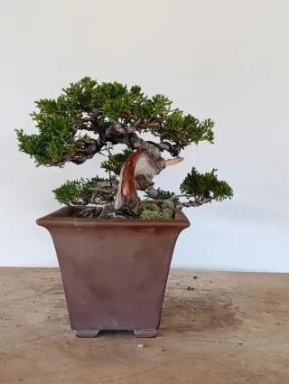 Bonsái Juniperus chinensis Itoigawa
