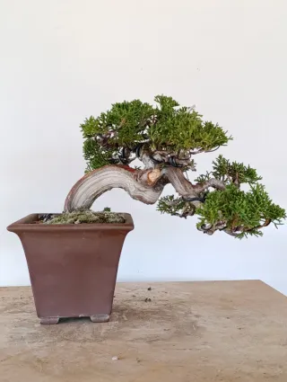 Bonsái Juniperus chinensis Itoigawa