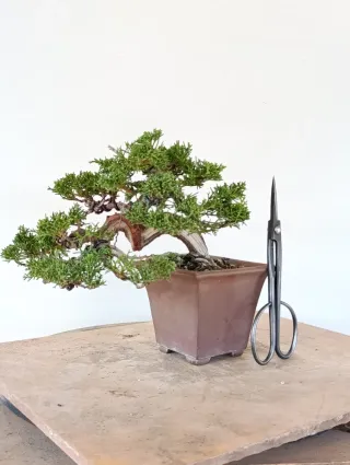 Bonsái Juniperus chinensis Itoigawa