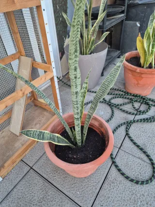 Plantas Sansevieria (Lengua de Suegra)