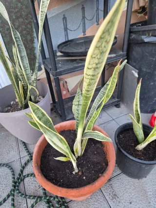Plantas Sansevieria (Lengua de Suegra)