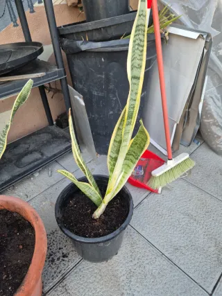 Plantas Sansevieria (Lengua de Suegra)