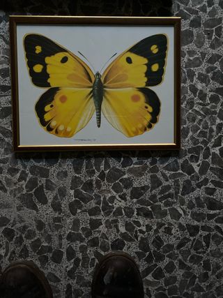 Cuadro Mariposas Papel