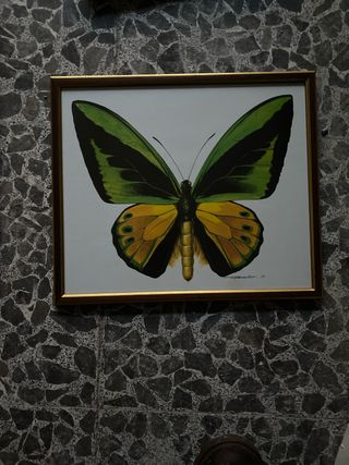 Cuadro de mariposas
