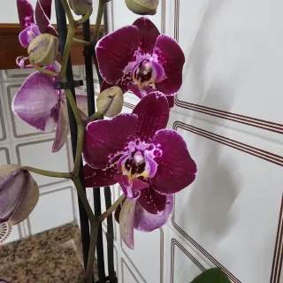 Orquídea Morada