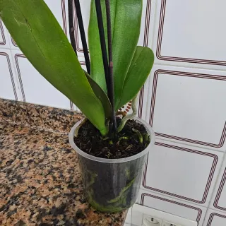 Orquídea Morada