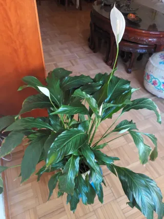 Planta Lirio de la Paz