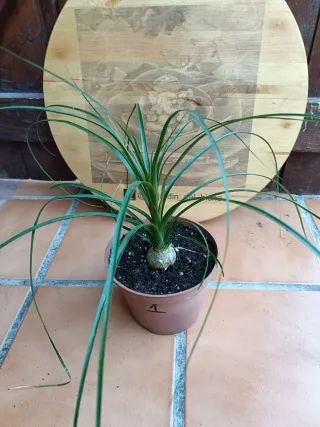 Beaucarnea recurvata #1