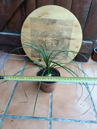 Beaucarnea recurvata #1