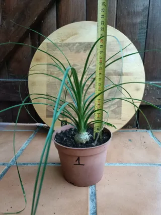 Beaucarnea recurvata #1