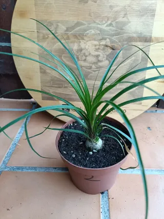 Beaucarnea recurvata #2