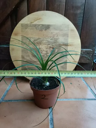 Beaucarnea recurvata #2