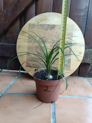 Beaucarnea recurvata #2