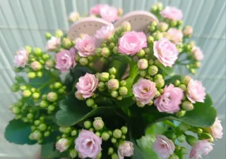 Esquejes Kalanchoe Blossfeldiana