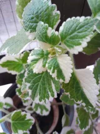 Planta de interior variegada