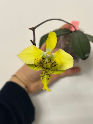 Phalaenopsis stuartiana