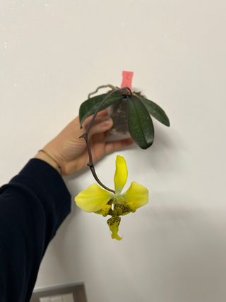 Phalaenopsis stuartiana