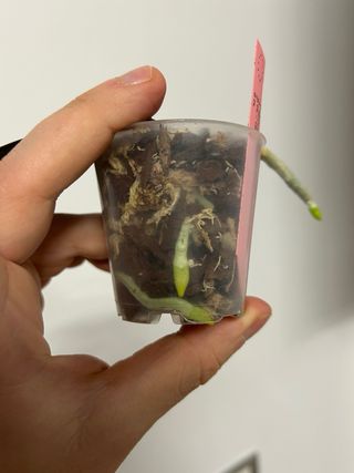 Phalaenopsis stuartiana