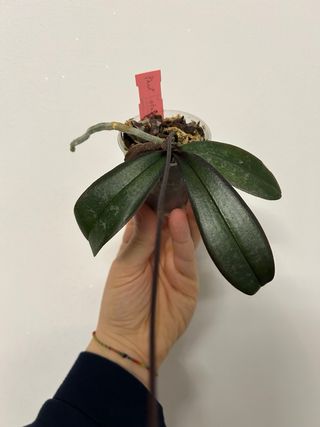 Phalaenopsis stuartiana