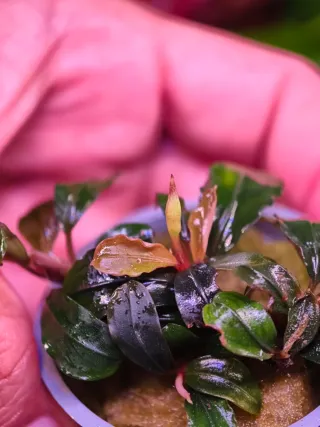 Bucephalandra Pandora Queen Plantas de acuario