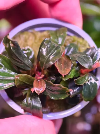 Bucephalandra Pandora Queen Plantas de acuario