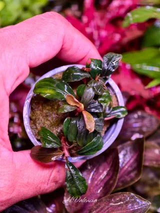 Bucephalandra Pandora Queen Plantas de acuario