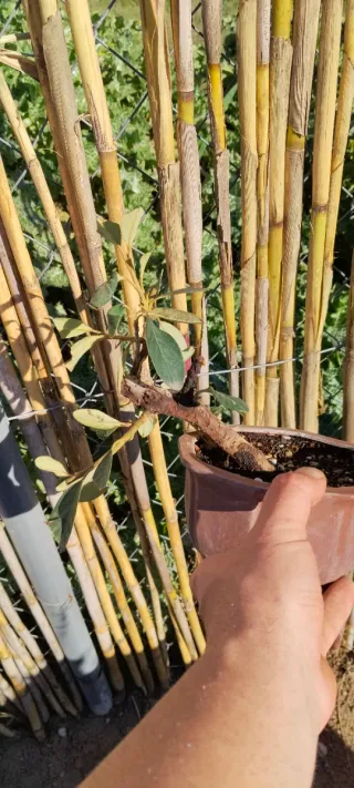 Bonsái estilo semicascada en maceta