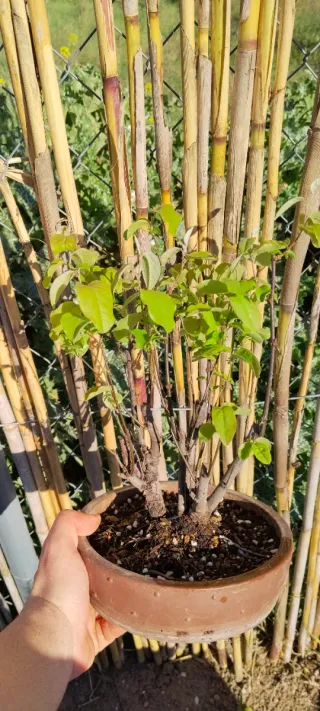 Membrillero bonsái multitronco