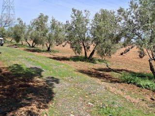 Se vende Olivar