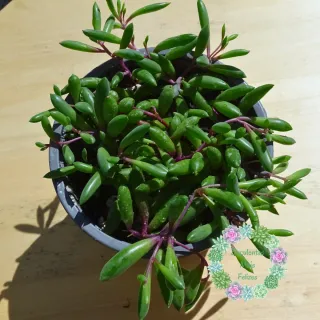 Suculenta Colar de Rubi Vaso 12cm