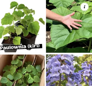 Raíces Paulownia Shantong 3.50€ Und