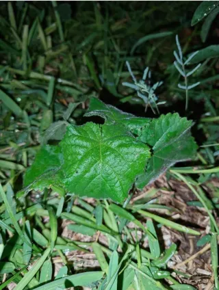 Raíces Paulownia Shantong 3.50€ Und