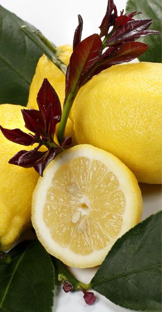 Limone 4 Stagioni Rifiornete