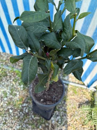 Limone 4 Stagioni Rifiornete