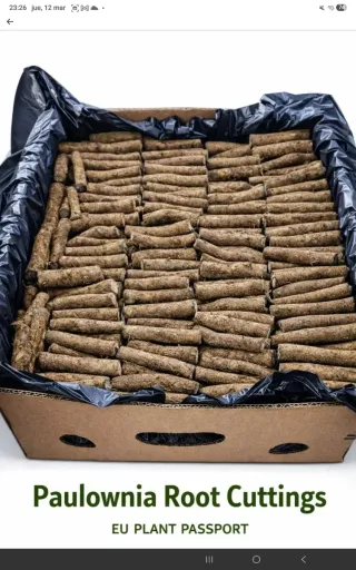 Raíces de Paulownia Tormentosa