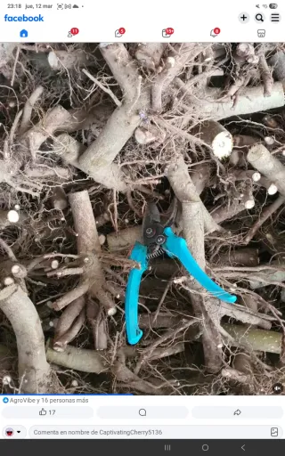 Raíces de Paulownia Tormentosa