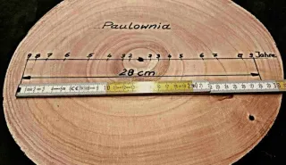 Raíces de Paulownia Tormentosa