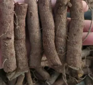 Raíces de Paulownia Tormentosa