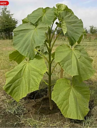Raíces de Paulownia Tormentosa