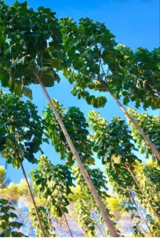 Raíces de Paulownia Shantong