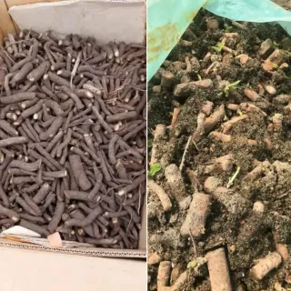 Raíces de Paulownia Shantong