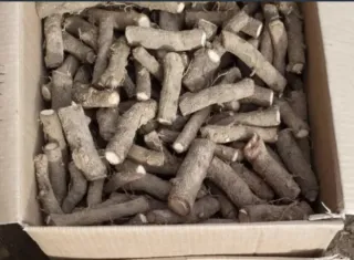 Raíces de Paulownia Shantong