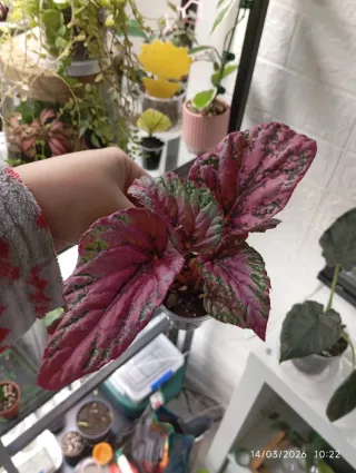 Syngonium Mojito + begonia rex sarita