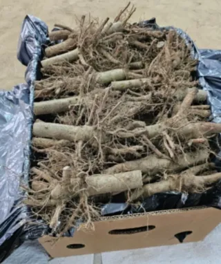 •Raíces y Semillas de Paulownia Shantong